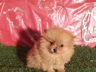 Pomerania perros CACHORROS DE POMERANIA en Madrid - Anuncio 2