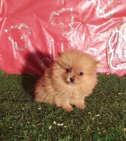 Pomerania perros CACHORROS DE POMERANIA en Madrid - Anuncio 2