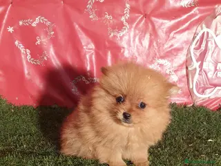 Pomerania perros CACHORROS DE POMERANIA en Madrid - Anuncio 8