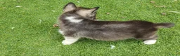 Husky Siberiano perros en venta: Husky Jet Black y Agouti EXÓTICOS - Anuncio 18
