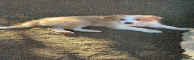 Border Collie 1