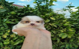 Pomerania perros en venta: Lulú de pomerania toy  - Imagen 6