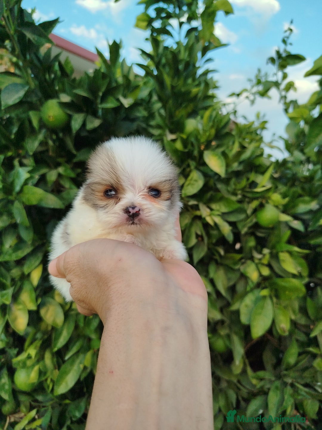 Pomerania perros en venta: Lulú de pomerania toy  - Imagen 6
