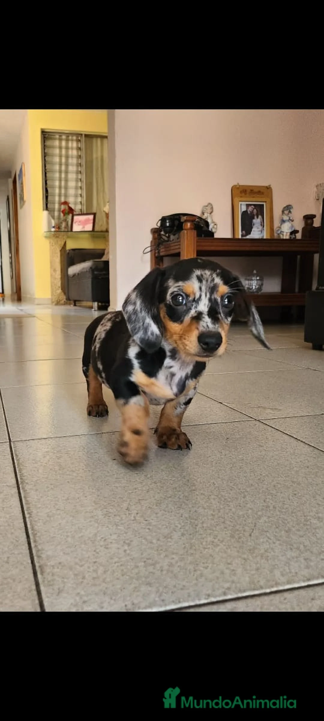 Teckel Miniatura perros en venta: TECKEL MINI TODA ESPAÑA  - Anuncio 3