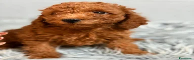 Caniche Enano 1