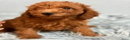 Caniche Enano perros en venta: CANICHE ROJO - Anuncio 8