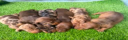 Teckel Miniatura perros en venta: TECKEL MINIATURA - Anuncio 2
