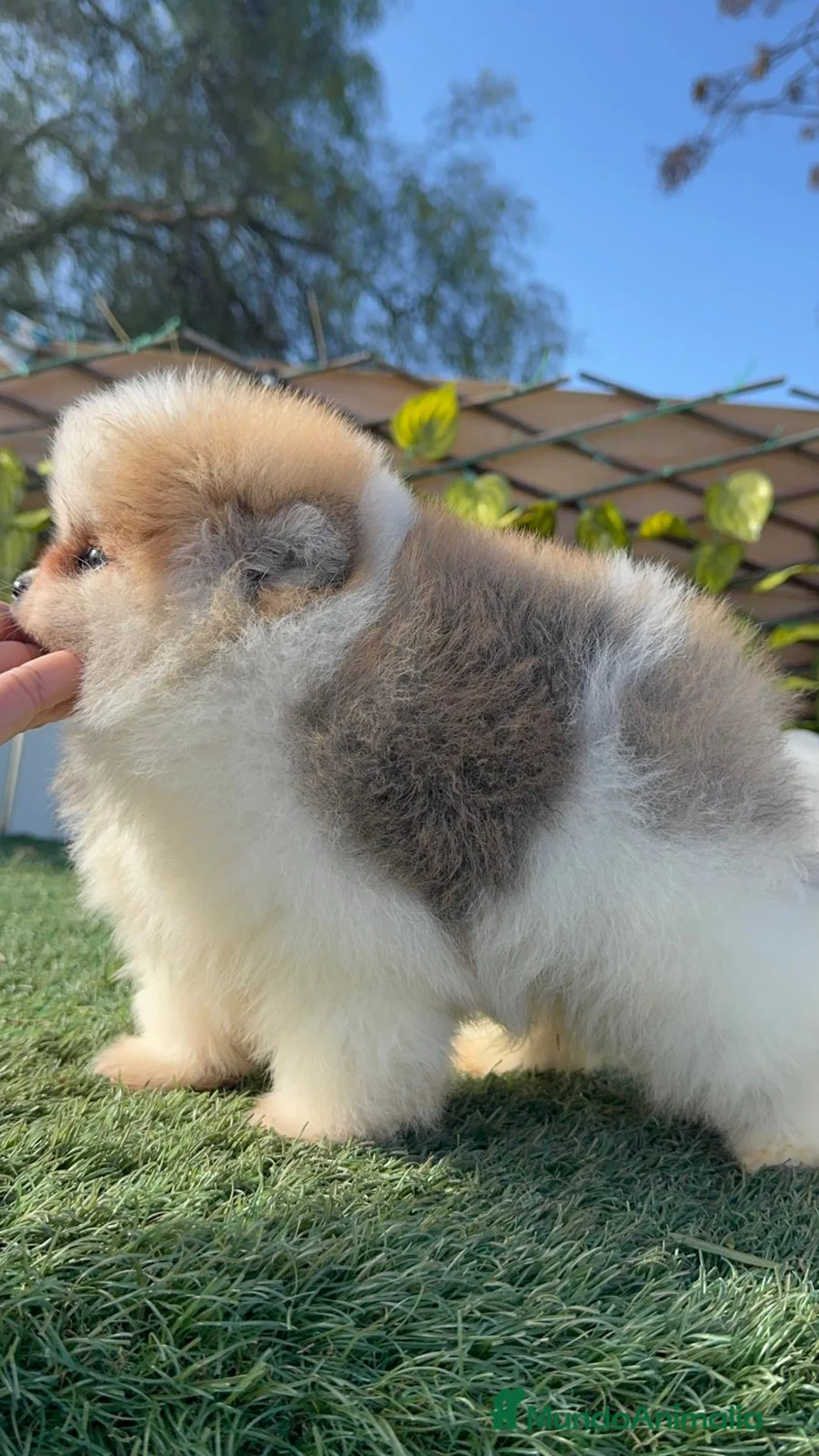 Pomerania perros en venta: POMERANIA MACHO - Anuncio 2
