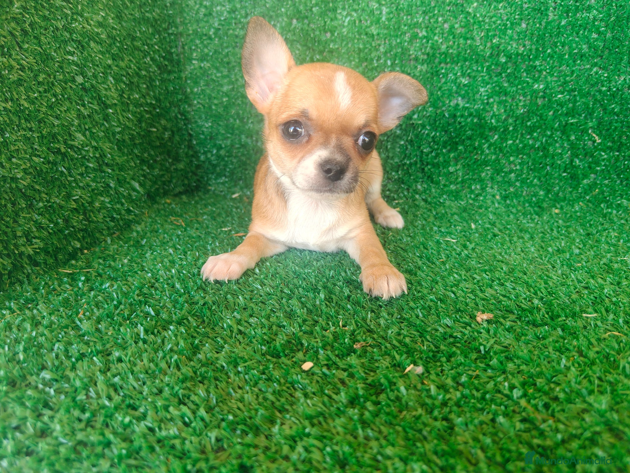Chihuahua perros Chihuahua  - Anuncio 1