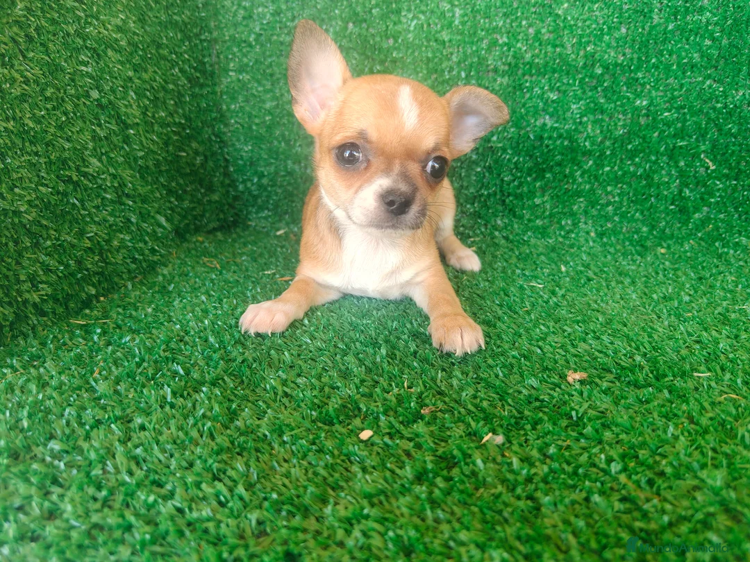 Chihuahua perros en venta: Chihuahua  - Anuncio 1