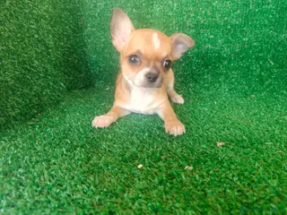 Chihuahua perros Chihuahua - Anuncio 1