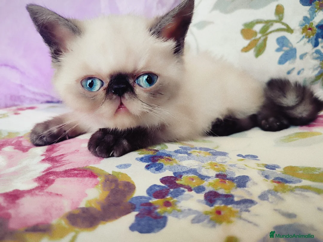 Himalayo gatos en venta: Increible macho Himalayo en Madrid - Anuncio 1