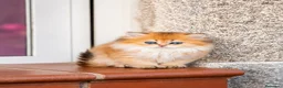 Británico de Pelo Largo gatos en venta: Gatitos British Long Hair Golden y Silver - Anuncio 7