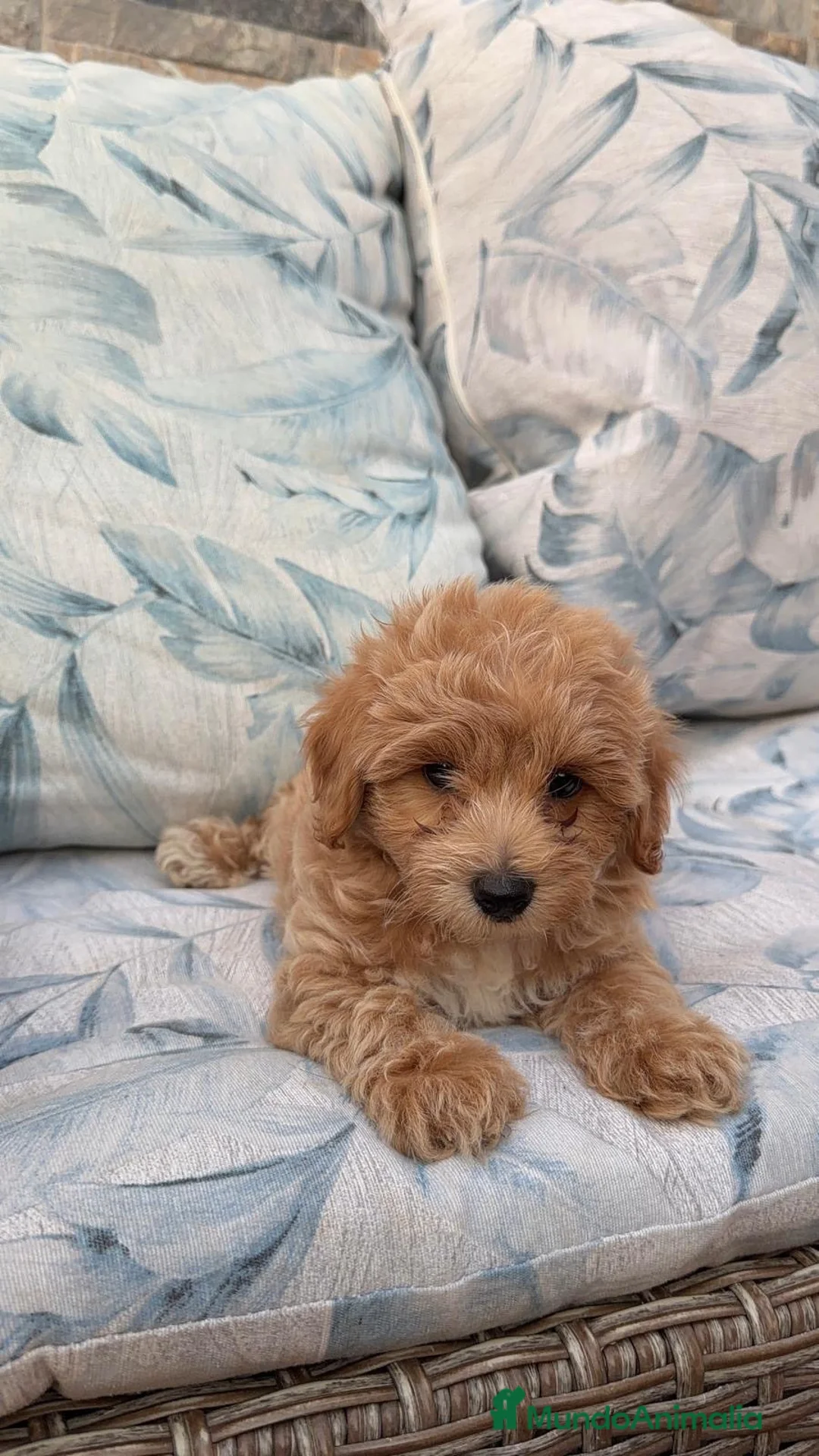 Maltipoo perros en venta: Maltipoo machos disponibles - Anuncio 2