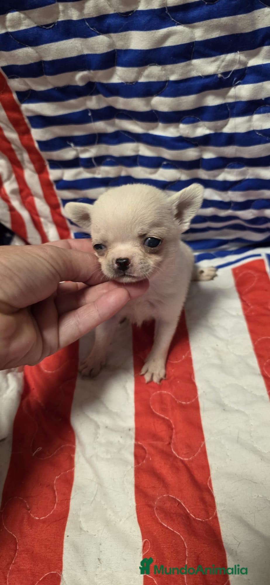 Chihuahua perros Chihuahuas  - Anuncio 35