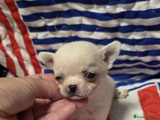 Chihuahua perros Chihuahuas - Anuncio 16