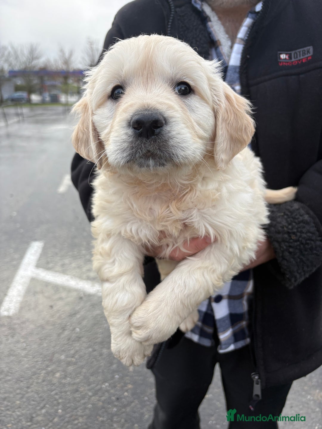 Golden Retriever perros en venta: Golden Retriever un lujo de cachorro - Anuncio 13