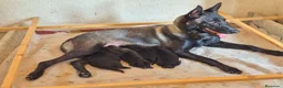 Pastor Belga Malinois perros en venta: Pastor belga melinoa XL maxima calidad - Anuncio 6