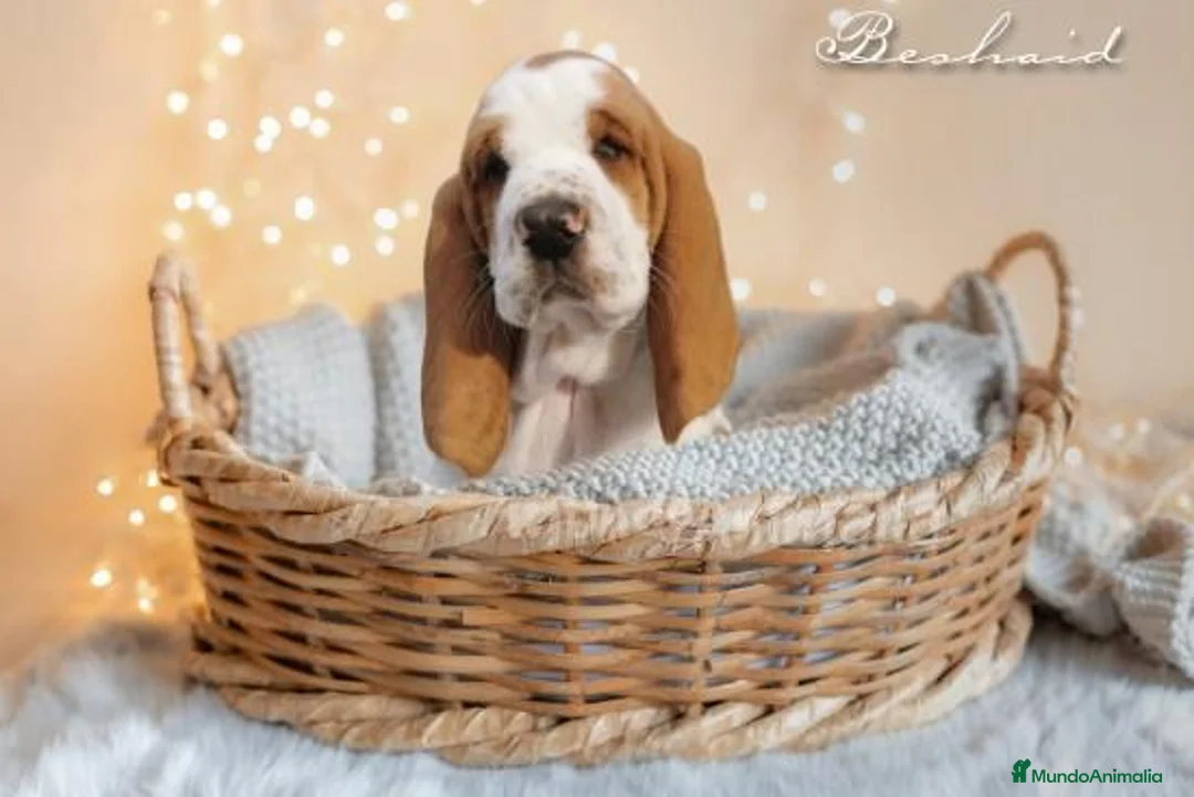 Imagen de galería {{count}}