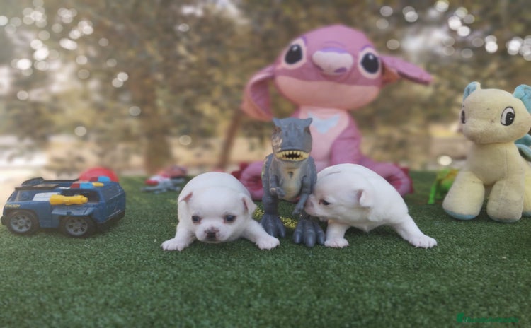 Chihuahua perros - Anuncio 3