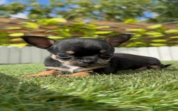 Chihuahua perros en venta: CHIHUAHUA MACHO - Imagen 4