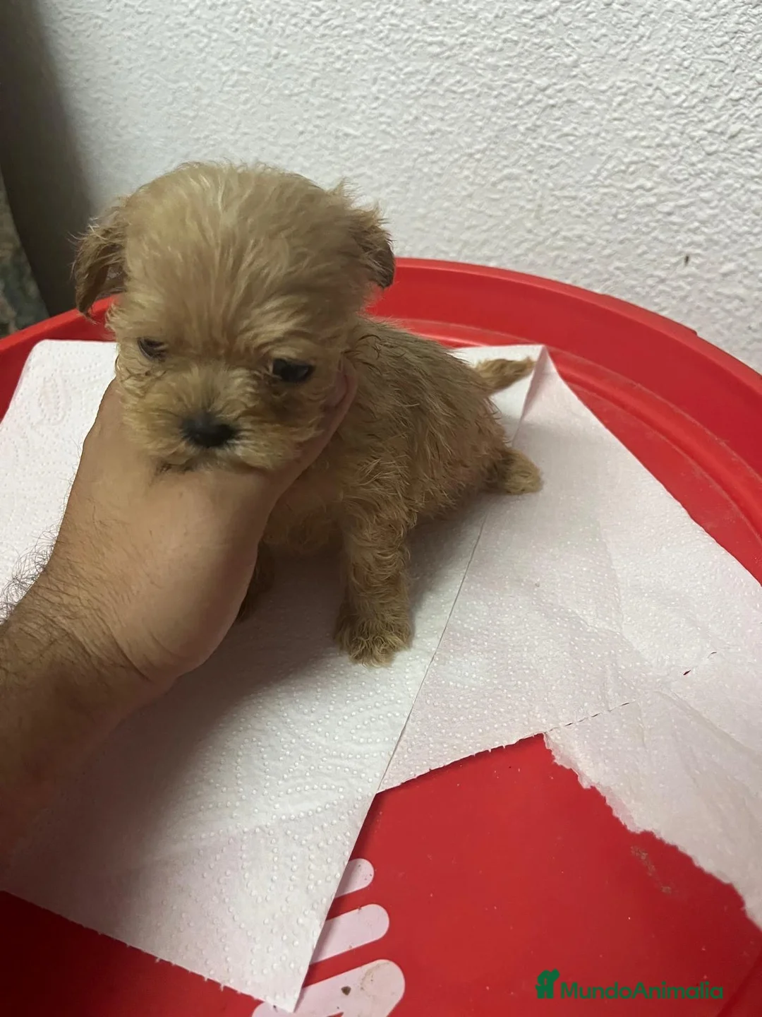 Maltipoo perros en venta: MALTIPOO TEA CUP ASIÁTICA  - Anuncio 1