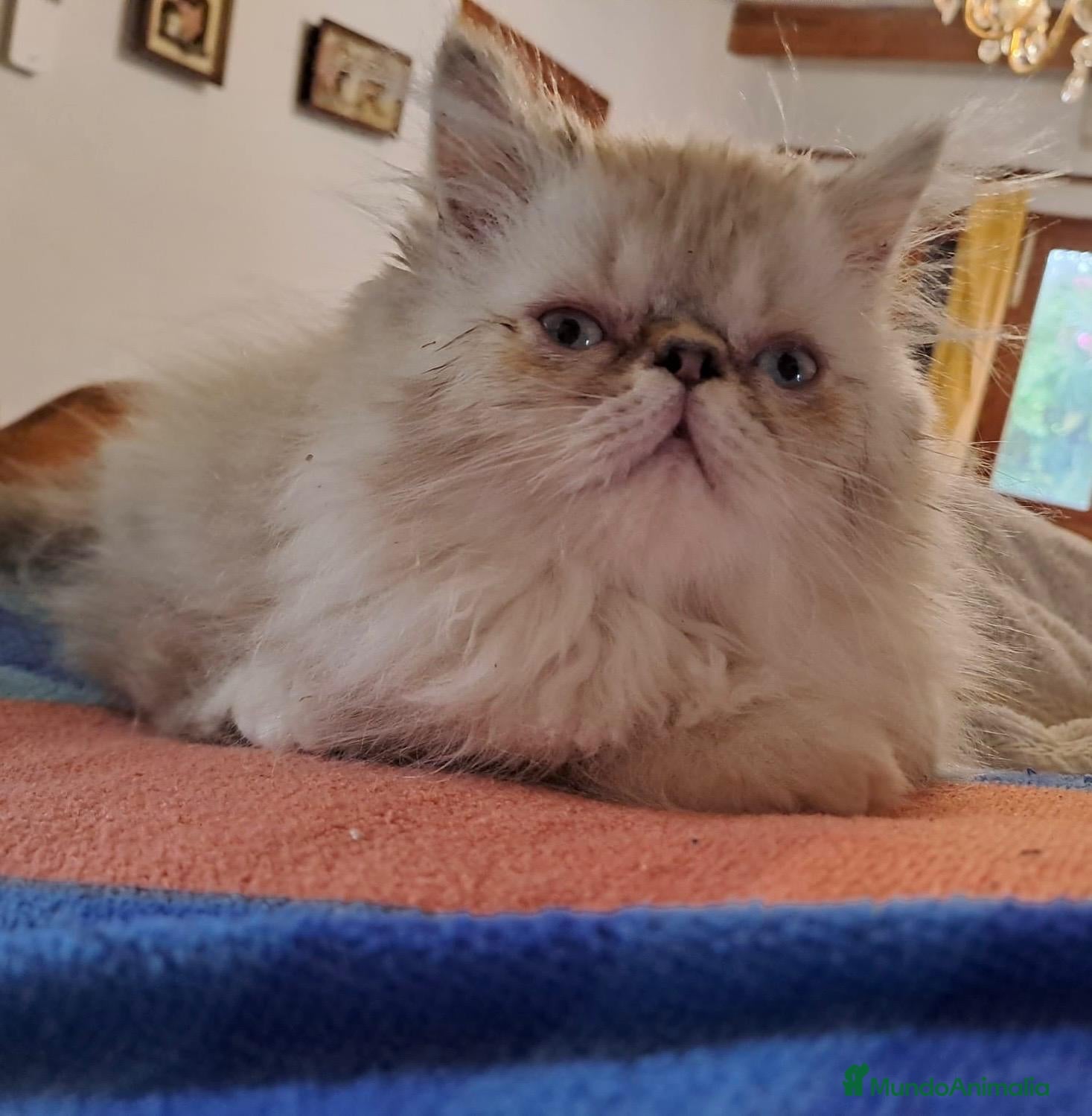 Himalayo gatos Persa himalayo - Anuncio 6