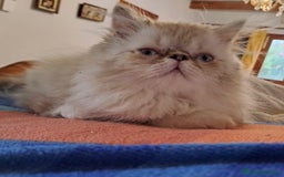 Himalayo gatos en venta: Persa himalayo - Imagen 1