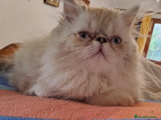 Himalayo gatos - Anuncio 1