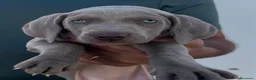 Weimaraner perros en venta: Cachorros de braco de WEIMAR  - Anuncio 4