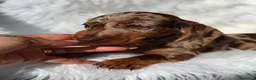 Teckel Miniatura perros en venta: Hembra teckel arlequin chocolate - Anuncio 3