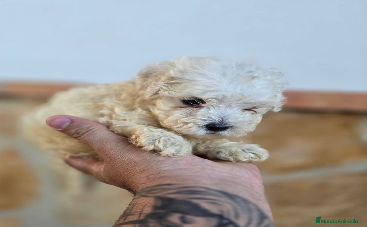 Caniche Toy perros - Anuncio 1