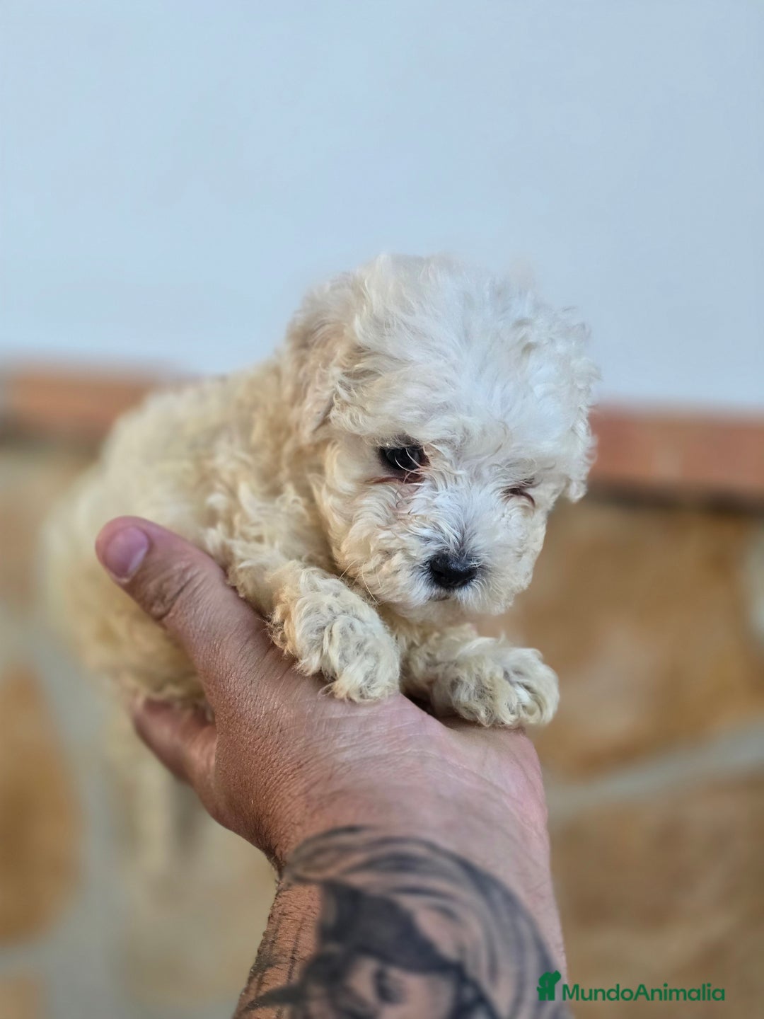 Caniche Toy perros en venta: Caniche toy blanco - Imagen 1