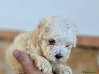 Caniche Toy perros - Anuncio 35