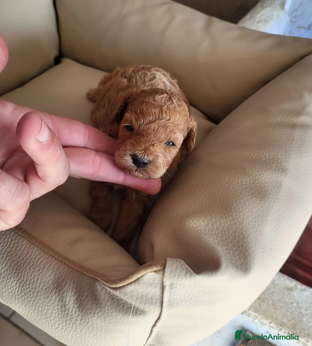 Raza Mixta perros en venta: Caniches espectaculares - Anuncio 2