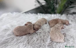 Maltipoo perros en venta: MALTIPOO MACHOS - Imagen 5