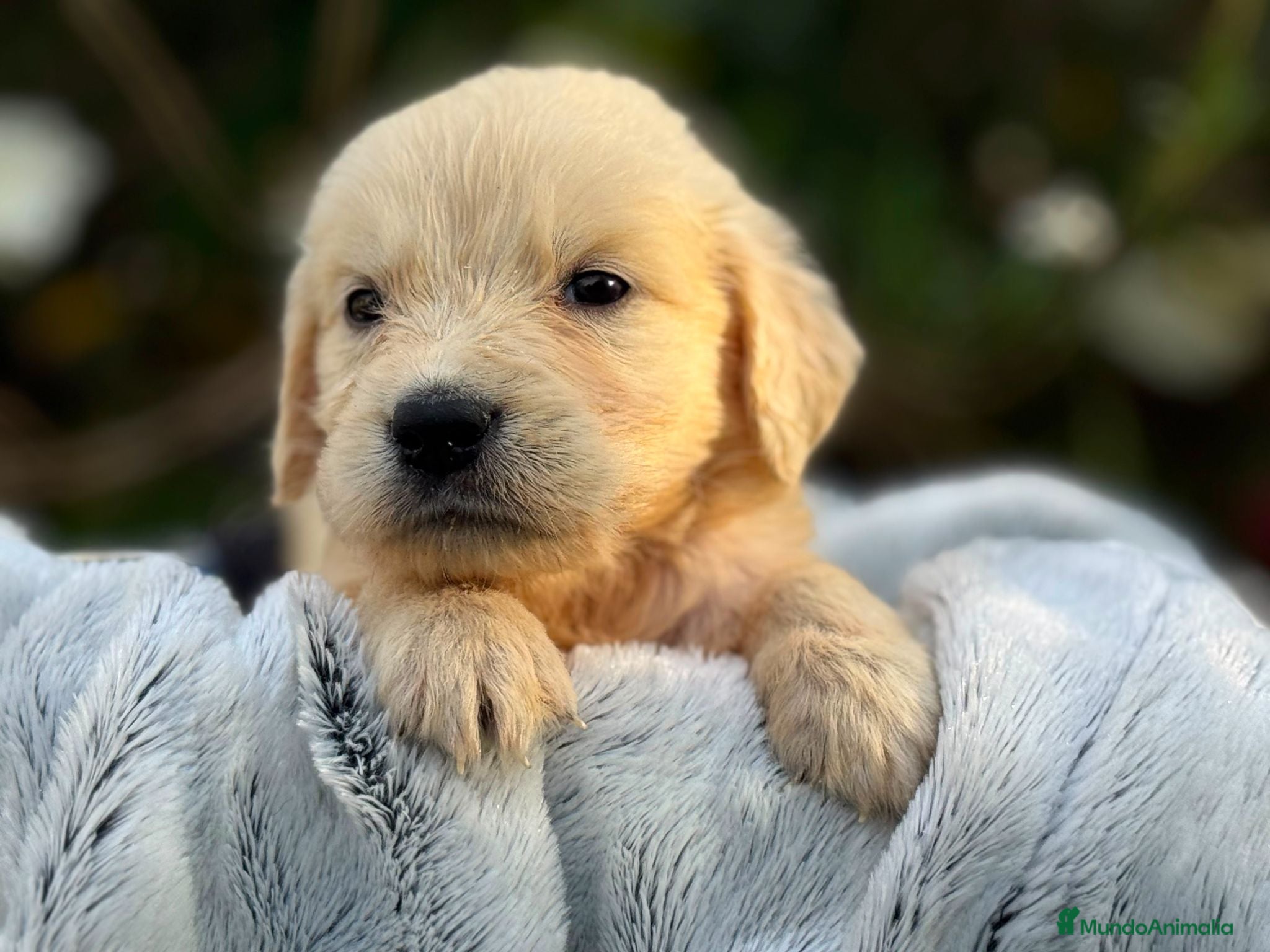 Golden Retriever perros macho disponible  - Anuncio 1