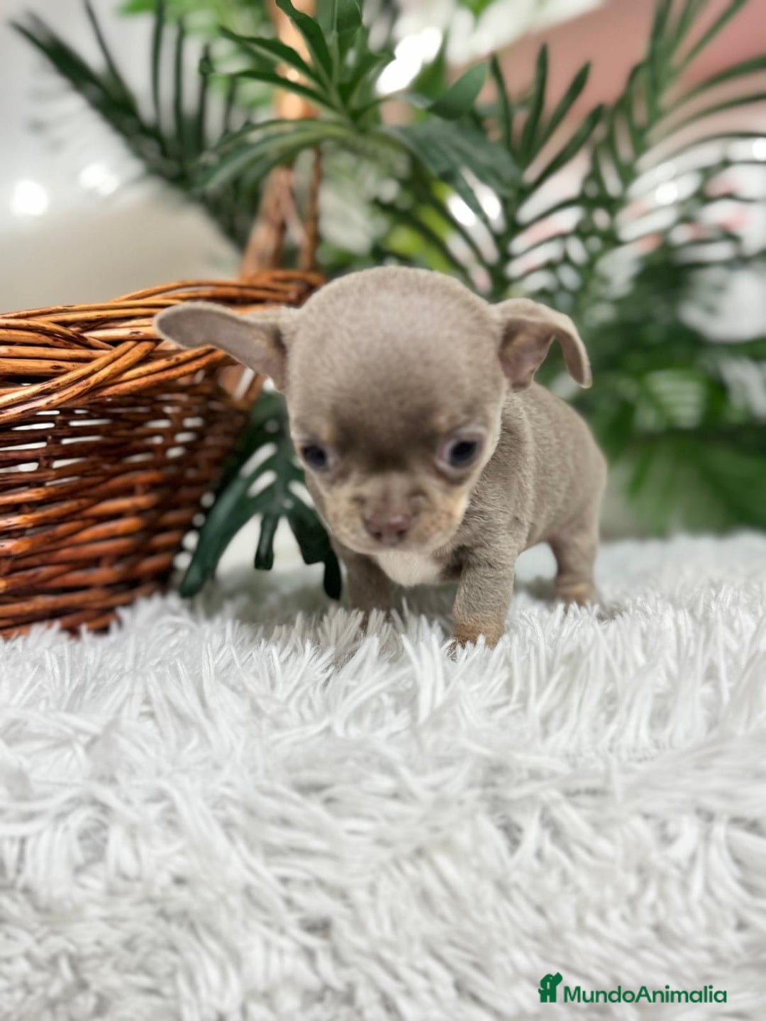 Chihuahua perros en venta: CHIHUAHUA MACHO LILAC AND TAN - Anuncio 16
