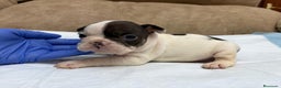 Bulldog Francés perros en venta: Bulldog francés  - Anuncio 1