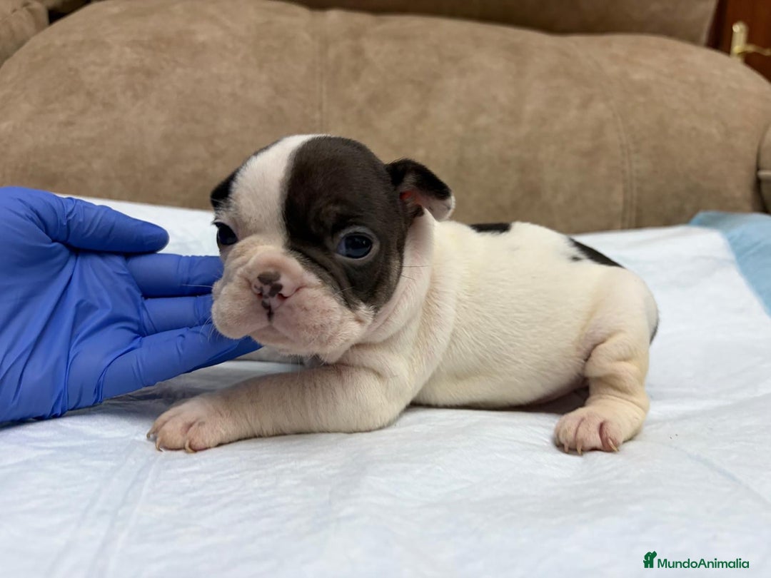 Bulldog Francés perros en venta: Bulldog francés  - Anuncio 1