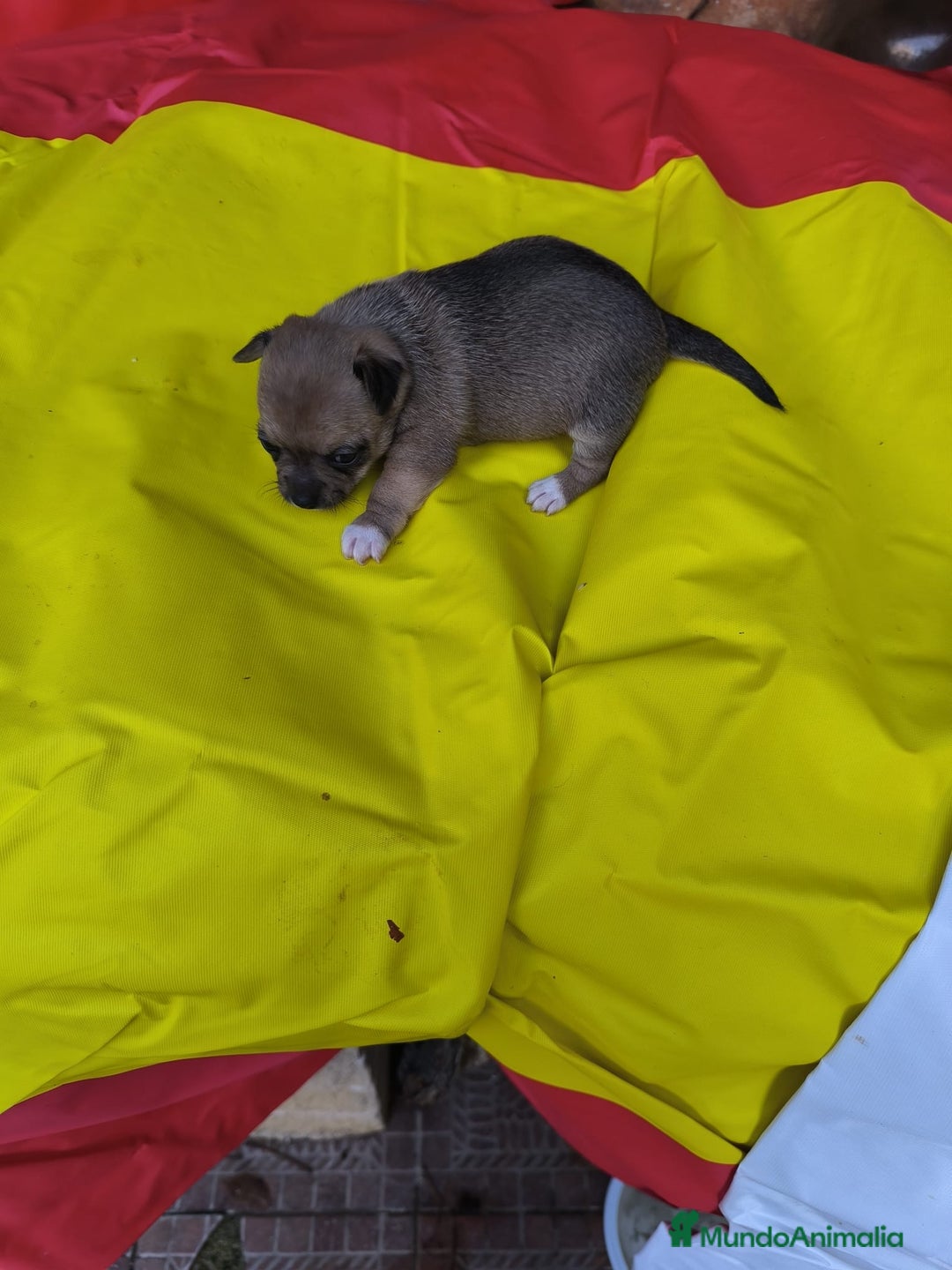 Chihuahua perros en venta: CHIHUAHUAS EXCLUSIVOS TEA CUP - Anuncio 6