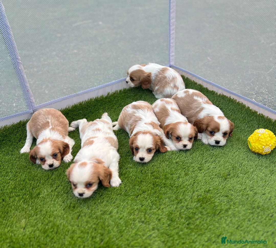 Cavalier King Charles Spaniel perros en venta: Cavalier king - Anuncio 1