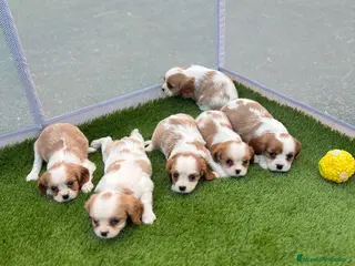 Cavalier King Charles Spaniel perros Cavalier king - Anuncio 1