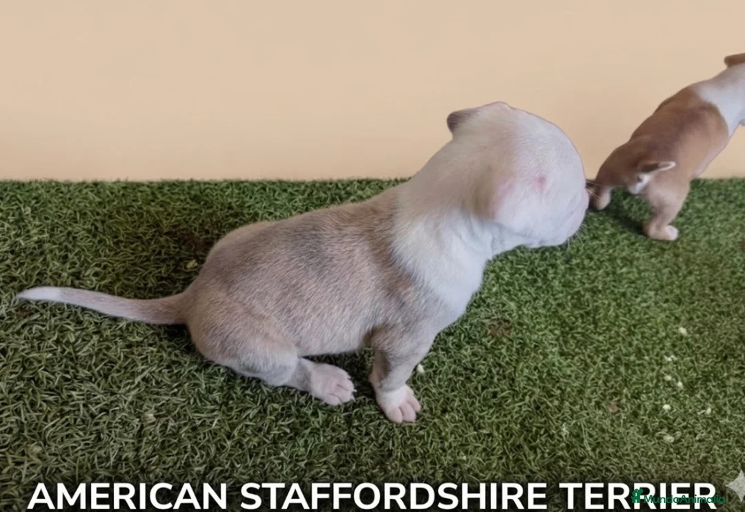 American Staffordshire-Terrier perros en venta: Espectacular camada de American staffordshire - Anuncio 4