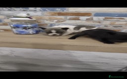 Bulldog Francés perros en venta: Bulldog francés exóticos  - Imagen 2