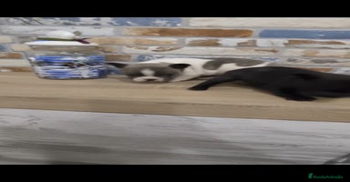 Bulldog Francés perros - Anuncio 12