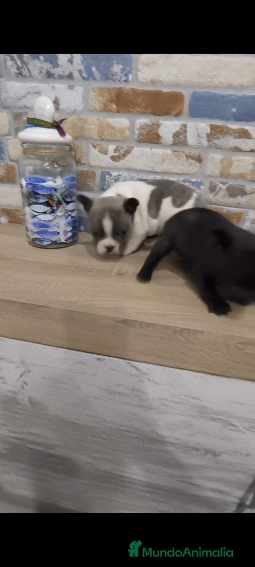 Bulldog Francés perros en venta: Bulldog francés exóticos  - Imagen 2