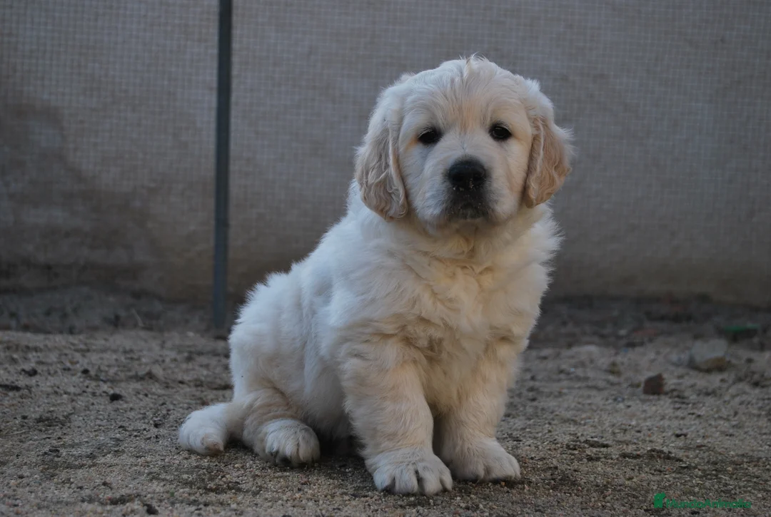 Golden Retriever perros en venta: CACHORROS DE GOLDEN RETRIEVER en Madrid - Anuncio 3