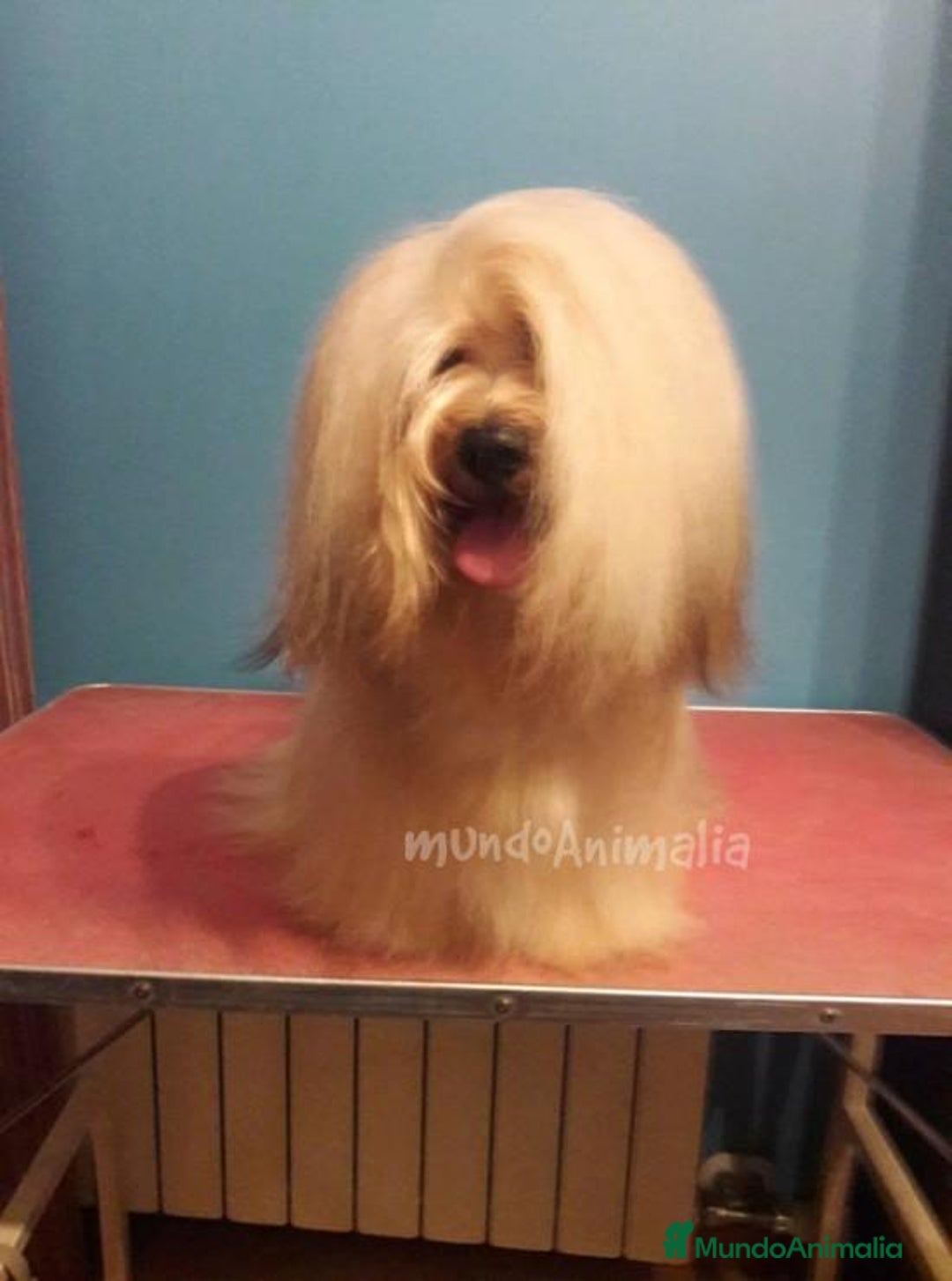 Imagen de galería {{count}}