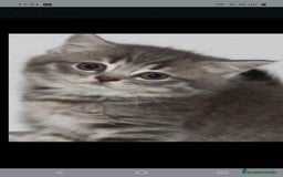 Británico de Pelo Corto gatos en venta: Gatitas British  - Imagen 3